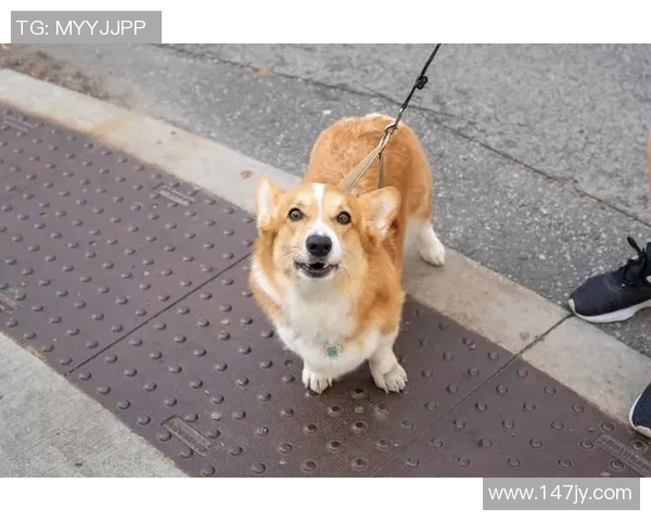 足球球星宠物猫的名字曝光 这些猫咪与球员们的亲密关系你知道吗